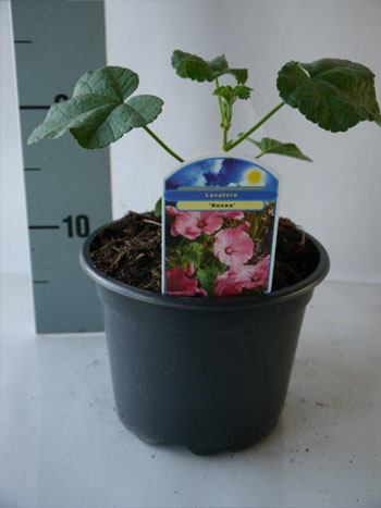 Lavatera Rosea