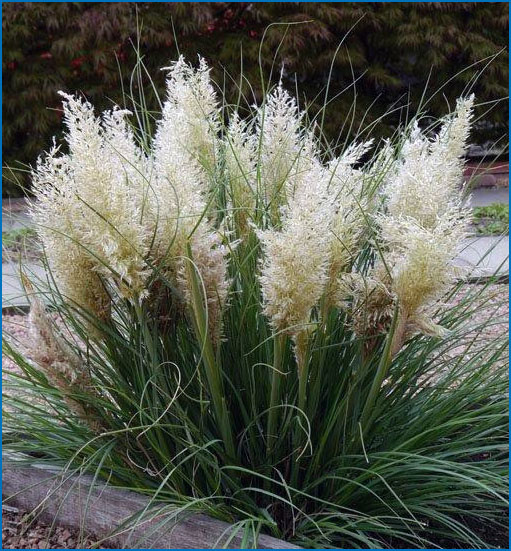 Cortaderia Tiny Pampa